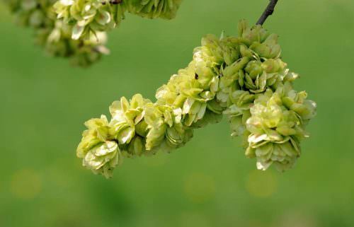 Szilfa bach virág eszencia