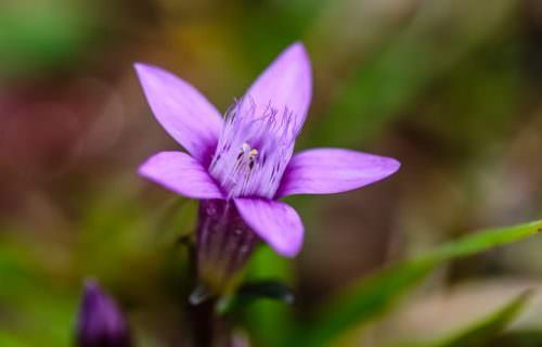 Tárnics bach virág eszencia