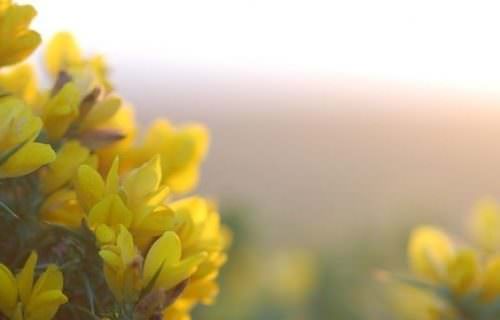 Sülzanót bach virág eszencia