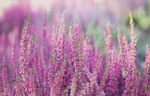 Hangafű bach virág eszencia