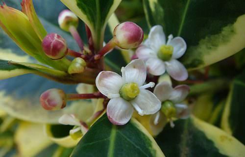 Magyal bach virág eszencia