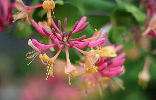 Jerikói lonc bach-virág eszencia