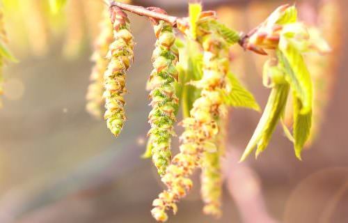 Gyertyán Bach-virág eszencia