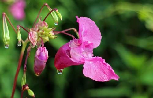 Nebáncsvirág bach virág eszencia