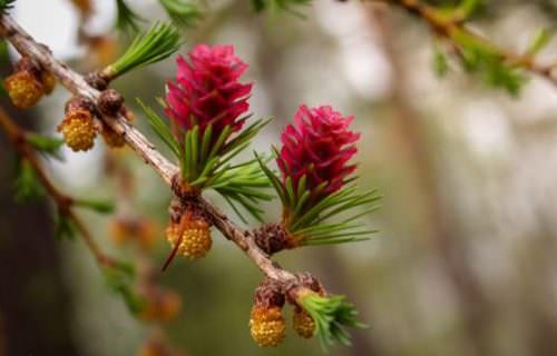 Vörösfenyő bach virág eszencia