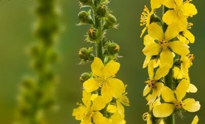 APRÓBOJTORJÁN BACH VIRÁG ESZECIA