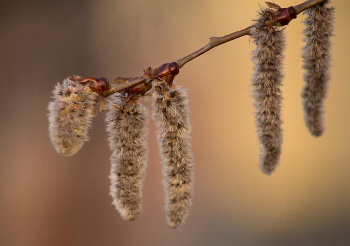 REZGŐNYÁR BACH VIRÁG ESZENCIA