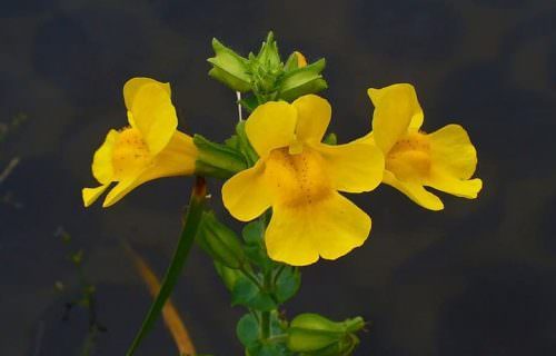 Bohócvirág bach-virág eszencia