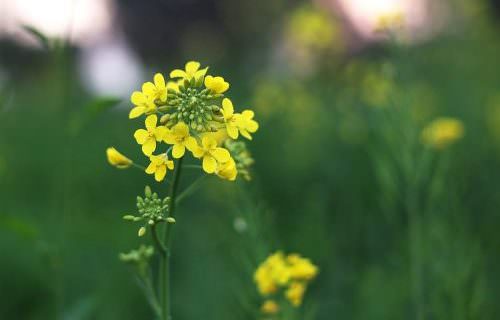 Vadrepce bach virág eszencia