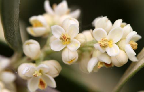 Olajfa bach virág eszencia