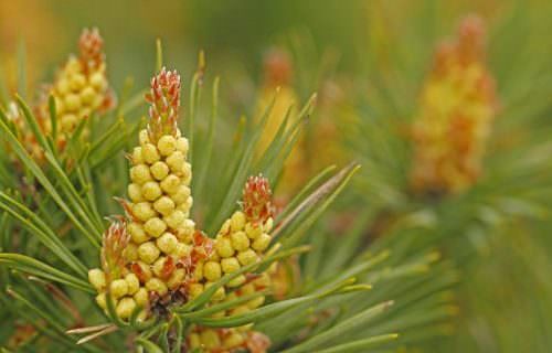 Erdeifenyő bach virág eszencia