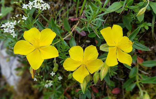 Napvirág bach.virág eszencia