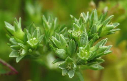 Szikárka bach virág eszencia