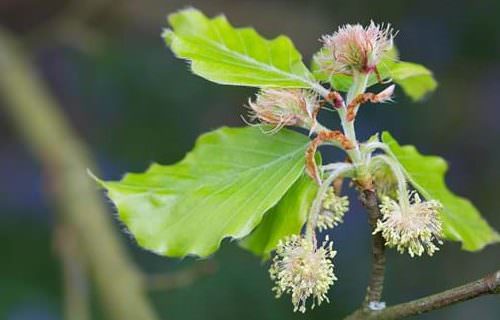 Bükk bach virág eszencia