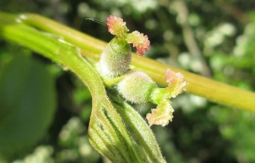 Diófa bach virág eszencia