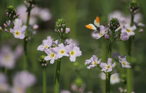 Békaliliom bach virág terápia