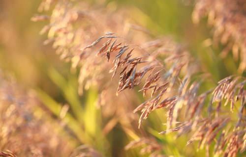 Rozsnok bach virág eszencia