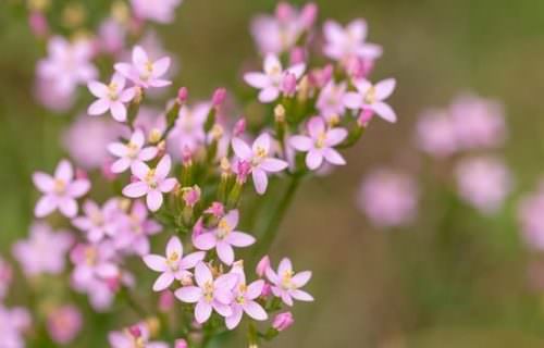 Kisezerjófű bach virág eszencia