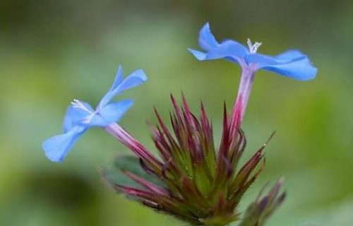 KÉKGYÖKÉR BACH-VIRÁG ESZENCIA