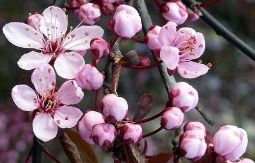 6. Cseresznyeszilva bach-virág eszencia