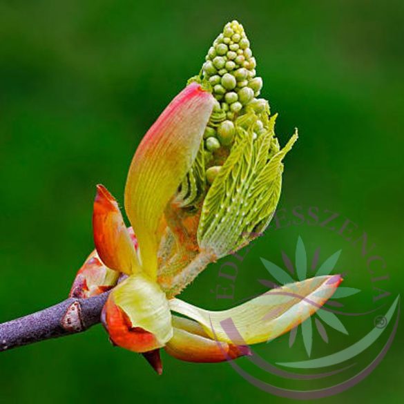 Vadgesztenyerügy bach virág eszencia