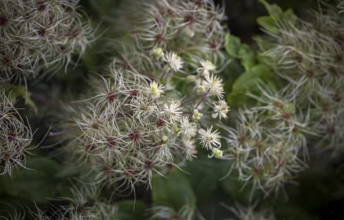 Iszalag bach-virág eszencia