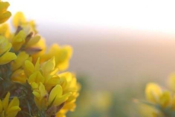 Sülzanót bach virág eszencia