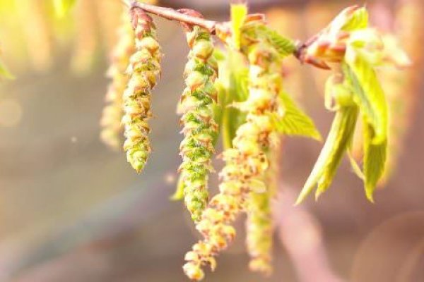 Gyertyán Bach-virág eszencia