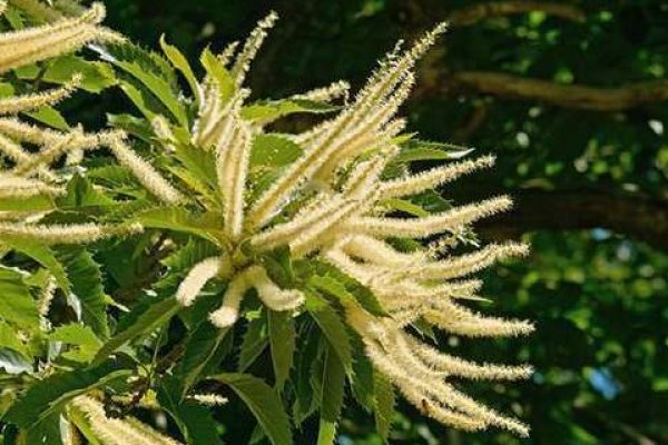 Szelidgesztenye bach virág eszencia