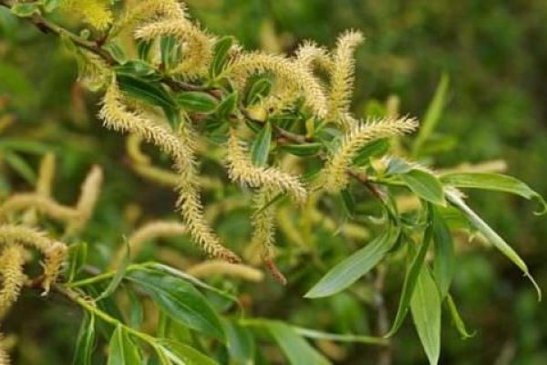 Fűzfa bach-virág eszencia