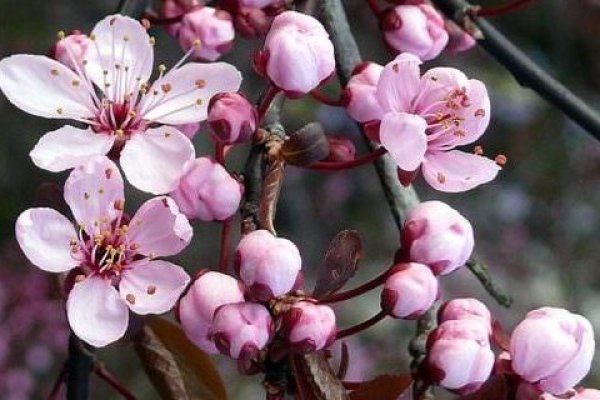 6. Cseresznyeszilva bach-virág eszencia