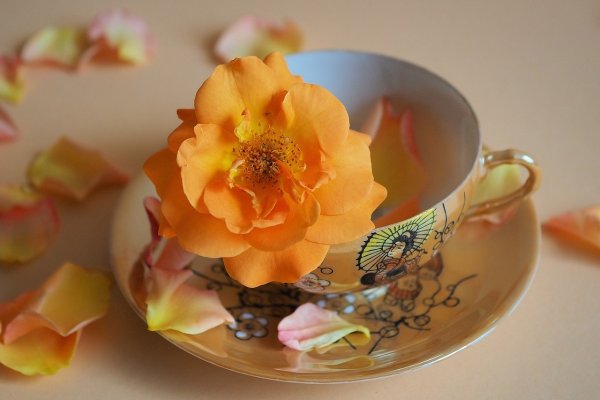 Testi lelki egyensúly harmónia