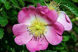 Vadrózsa bach-virág eszencia